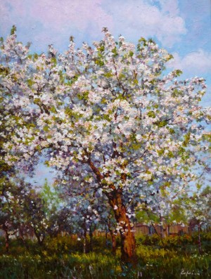 Cherry Blossom, 2011, 60x80