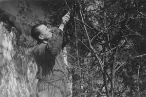 А. Ерделі ріжуть дерево. Фото з архіву М. Фединишинець
