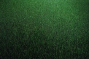 Трава, 2014, цифровий друк, дібонд